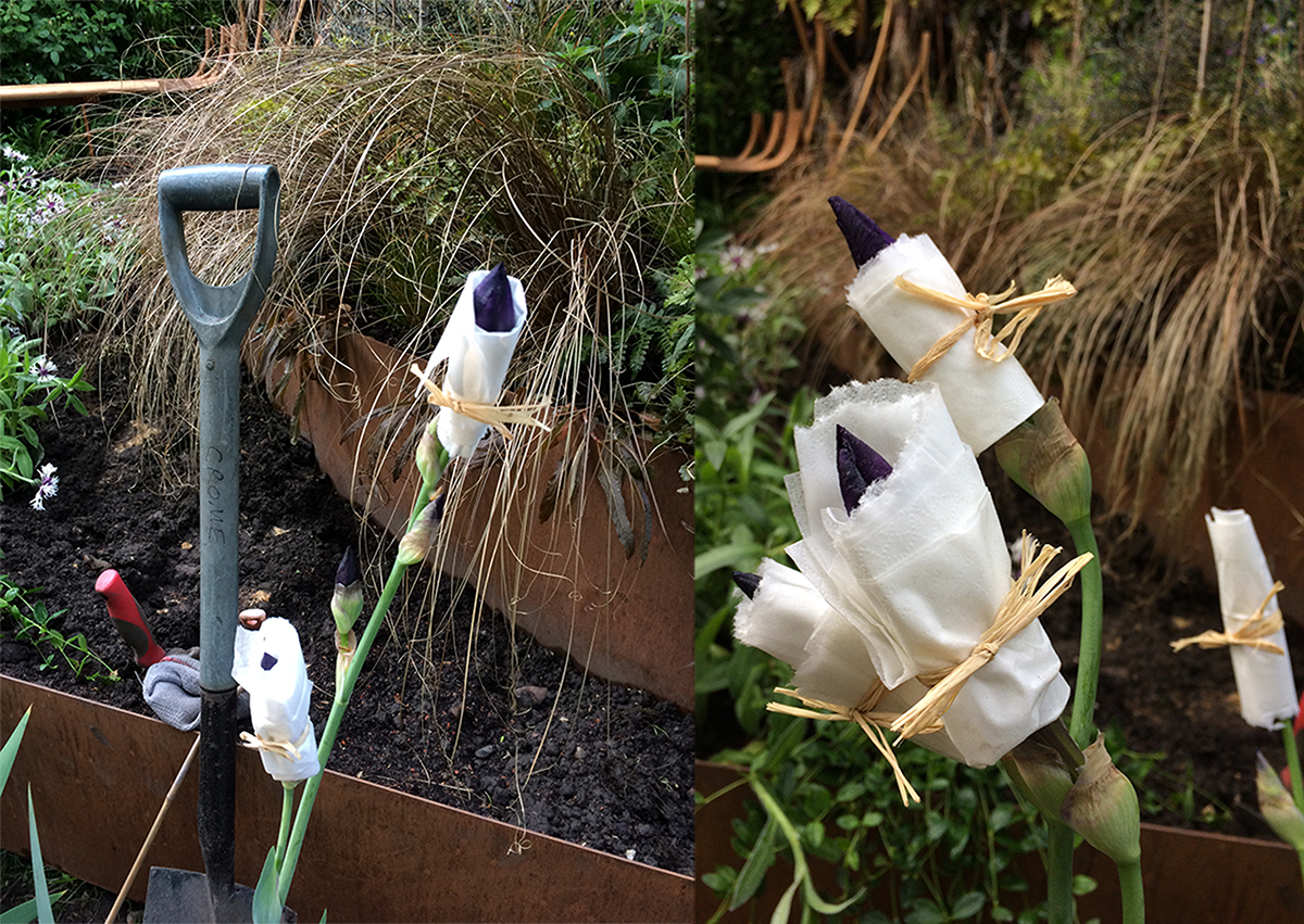 Timing is everything - how to delay your irises from flowering too early!